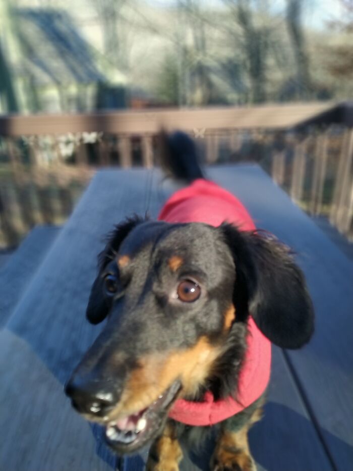 He Is The Cutest, But His Barking Face Is Not Very Flattering...