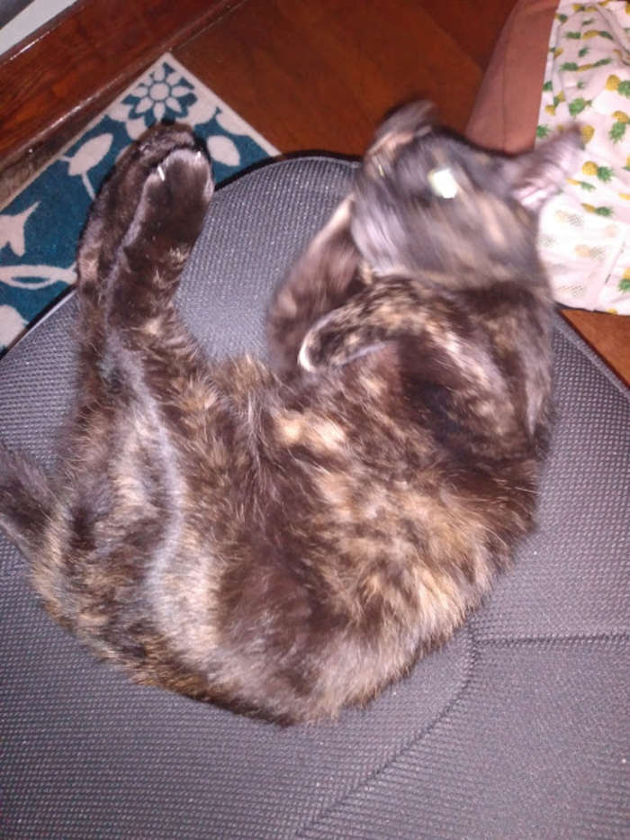 My Cat Is So Photogenic