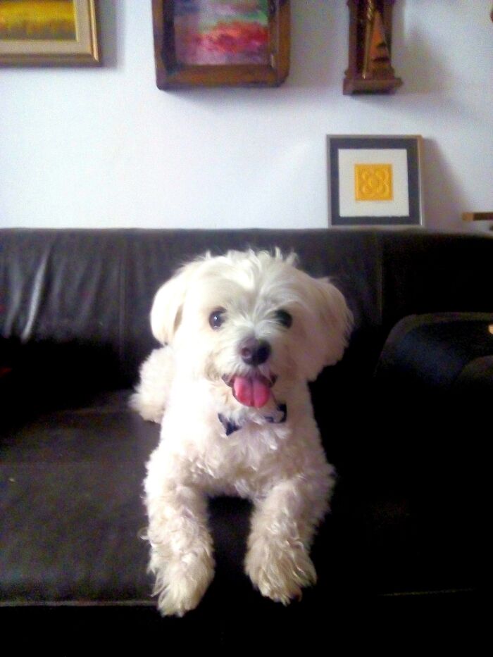 I Bought Him A Bow Tie