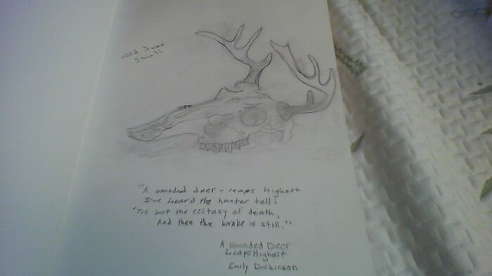Rustic Deer Skull