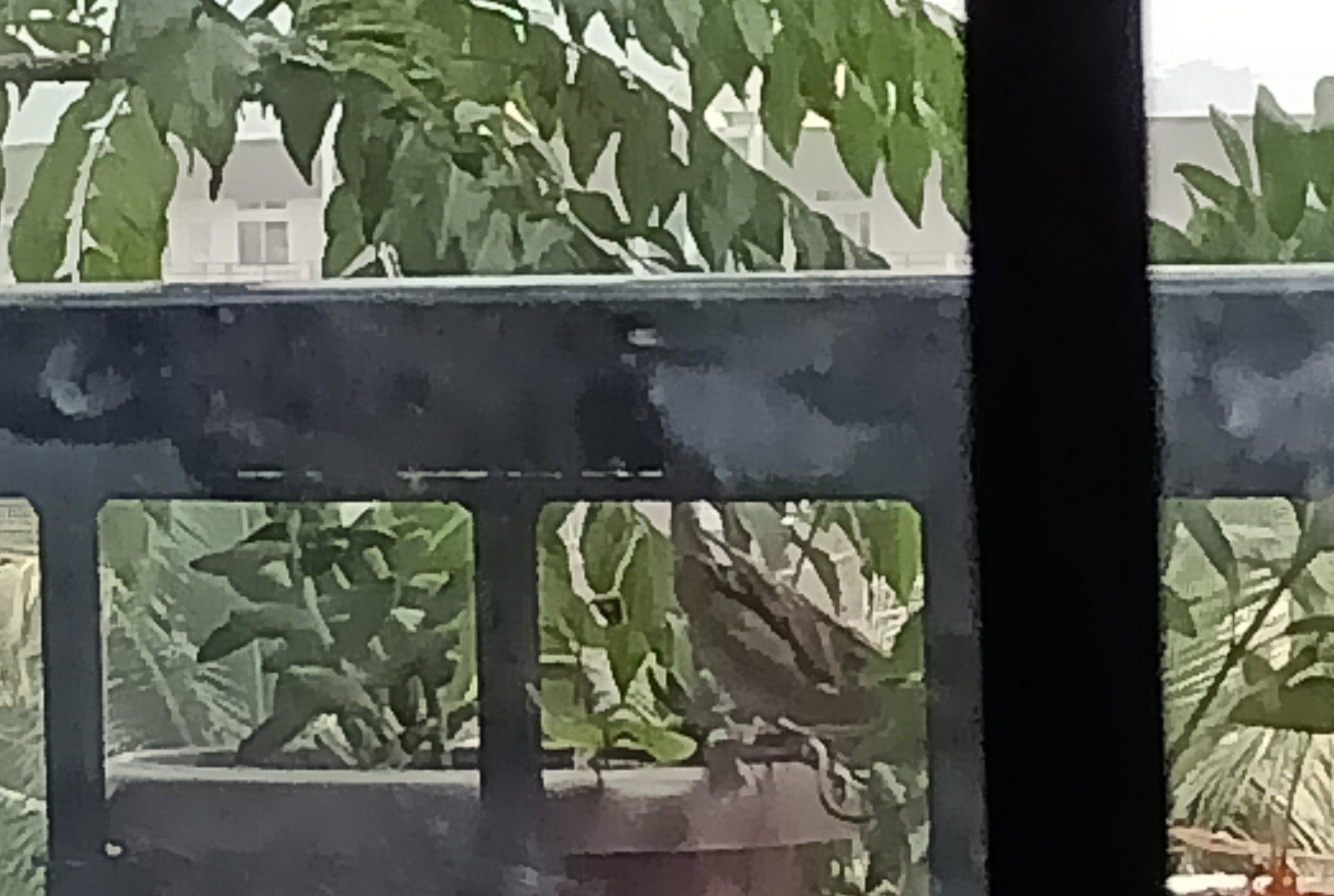 Hey Pandas! Can Spot The Cute Sparrows Out Here In The Picture 🤓