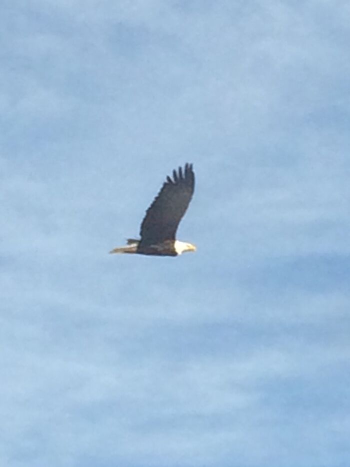 Perfect Bald Eagle