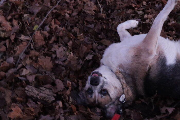 He Likes To Do This On Walks