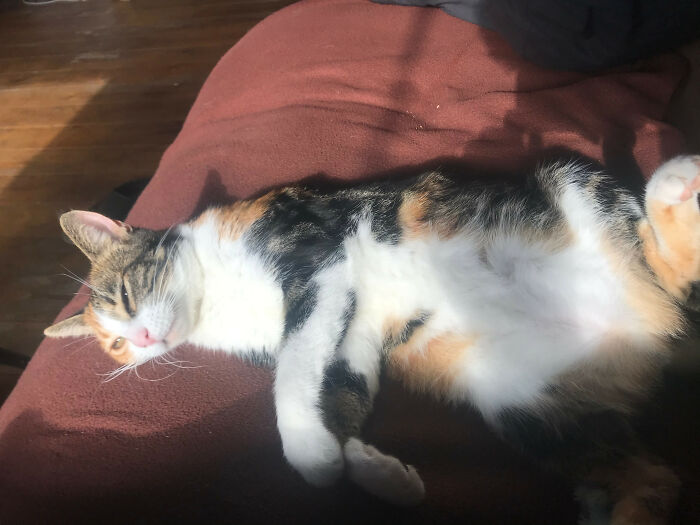 Cleopatra Doesn't Like Mondays