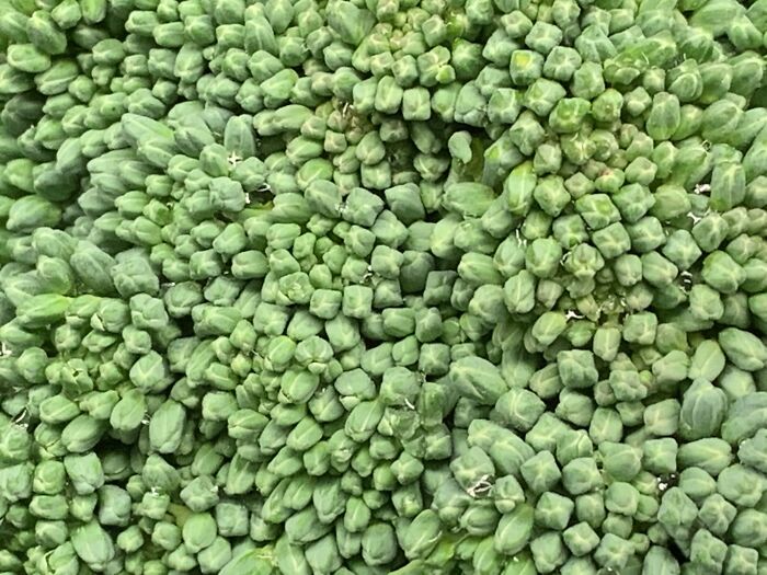 Closer Than You've Ever Been To A Broccoli