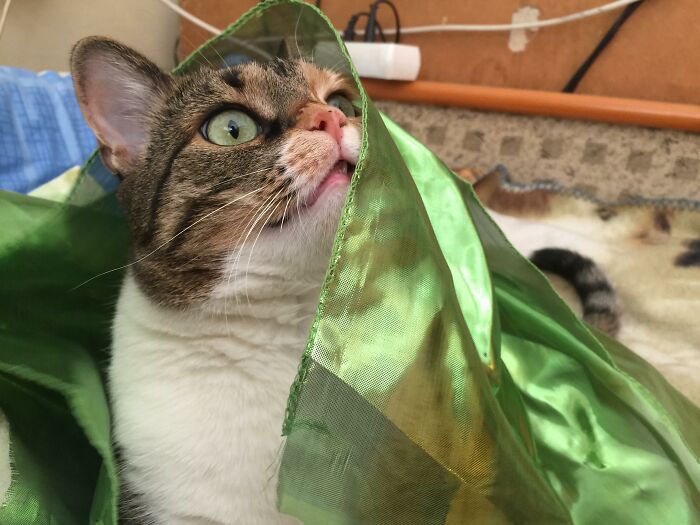 Me Realizing I'm Fabulous In Green