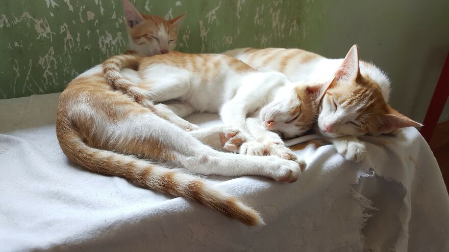 Vietnam's First Farm Sanctuary And Animal Rescue Helps All Kinds Of Animals Who Are Suffering From Cruelty And Neglect