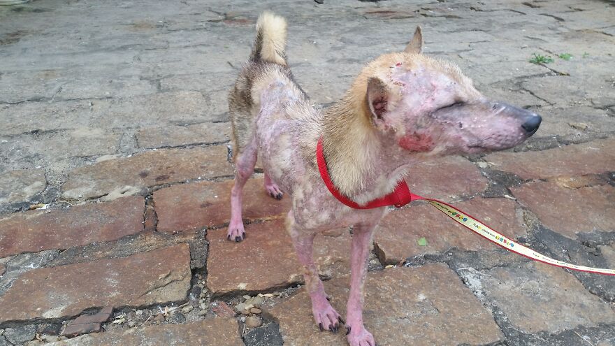 Vietnam's First Farm Sanctuary And Animal Rescue Helps All Kinds Of Animals Who Are Suffering From Cruelty And Neglect