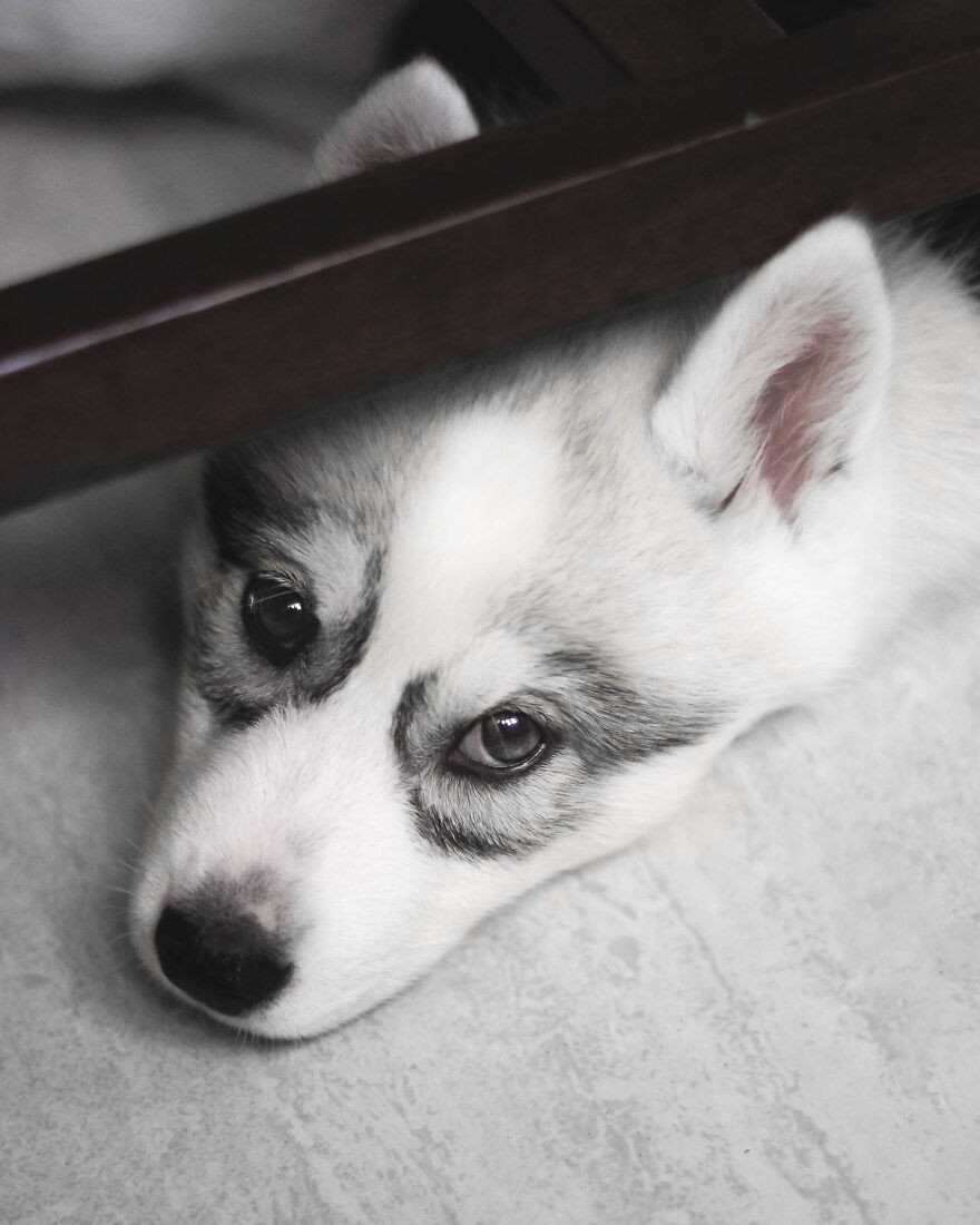 Meet Tsuki, The Siberian Husky With Goggles!