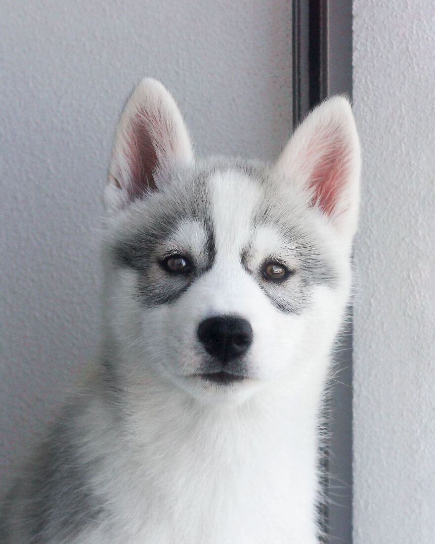 Meet Tsuki, The Siberian Husky With Goggles!