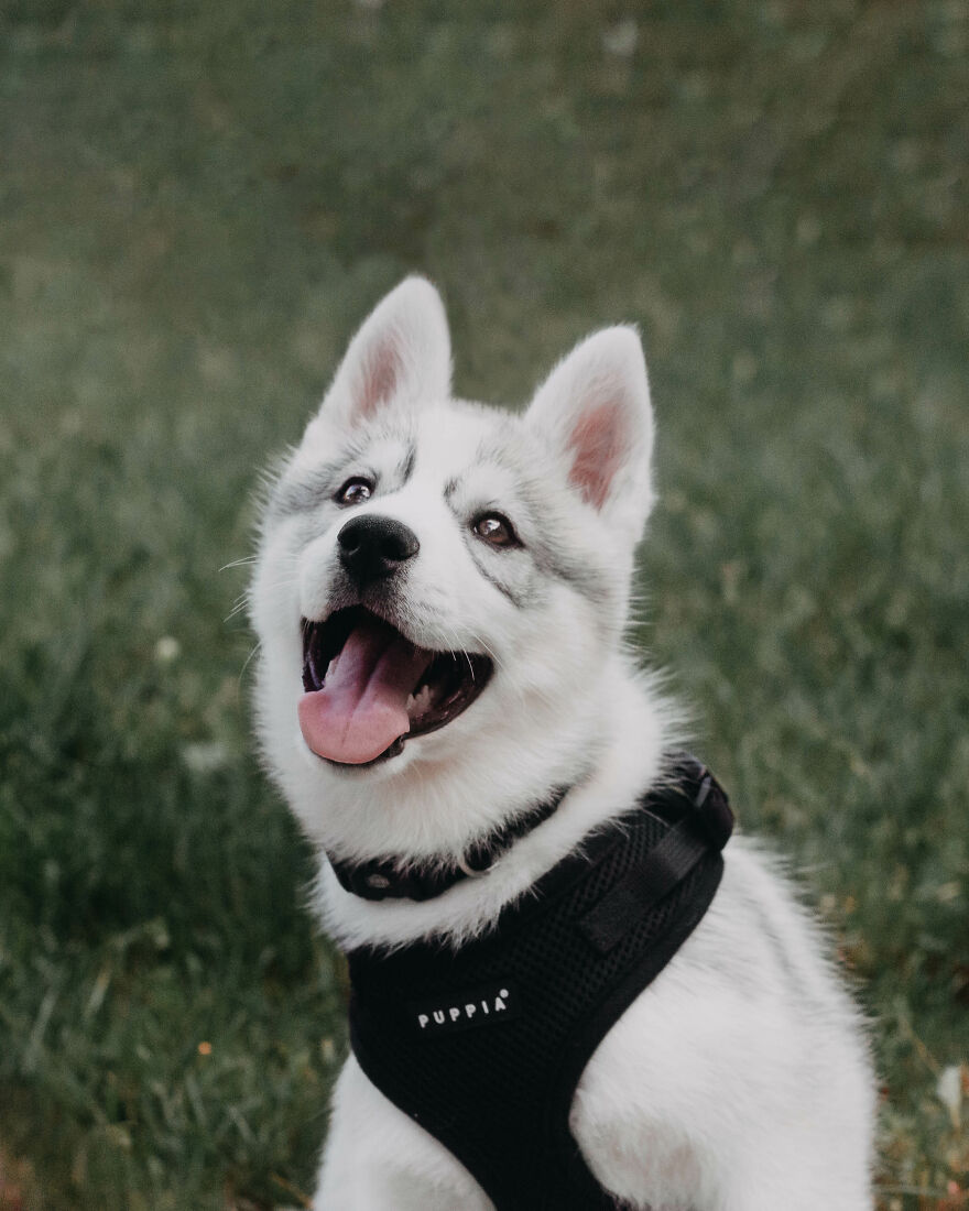 Meet Tsuki, The Siberian Husky With Goggles!