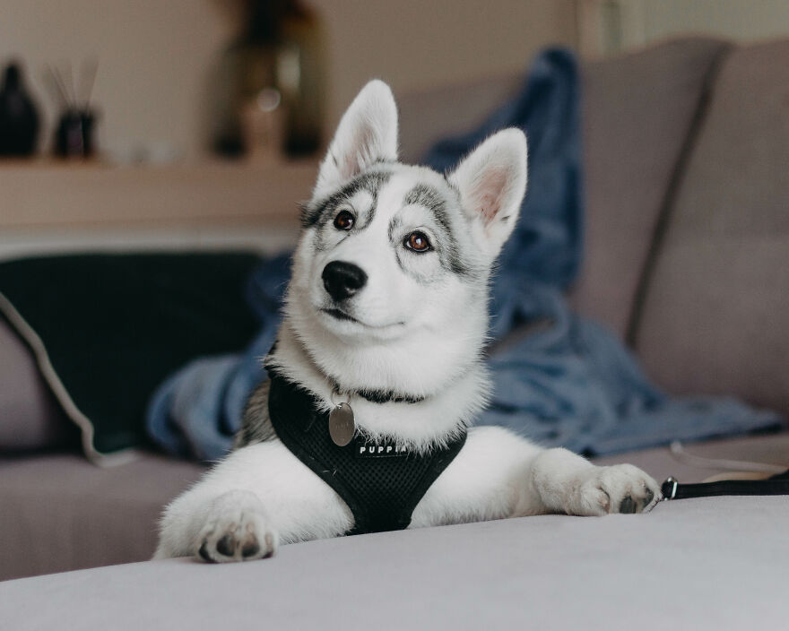 Meet Tsuki, The Siberian Husky With Goggles!