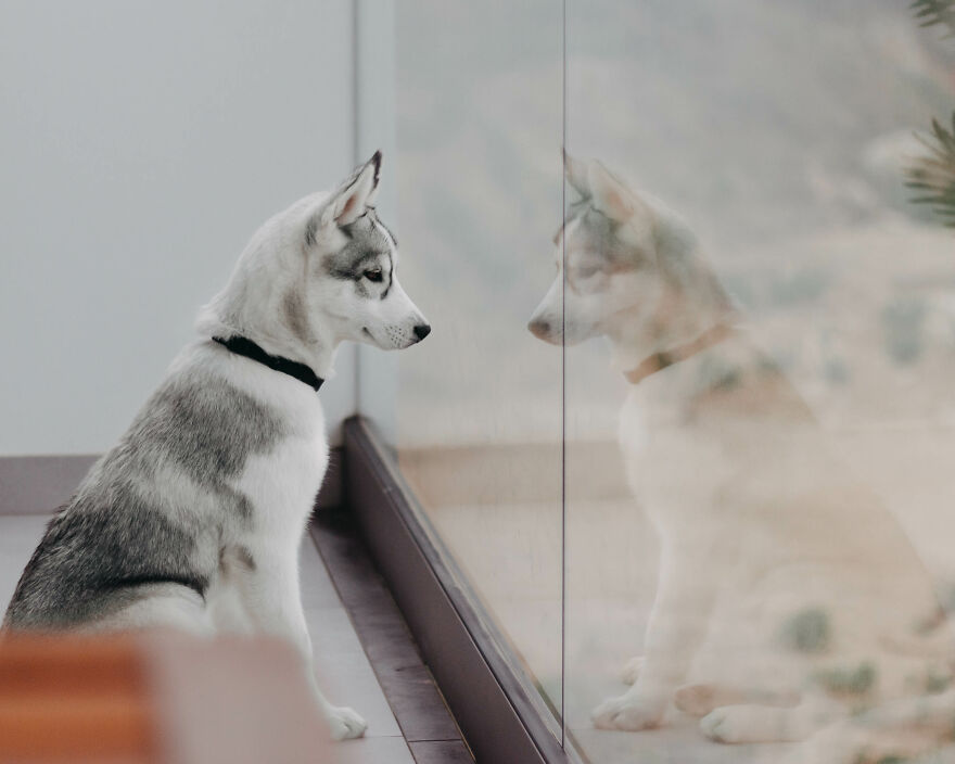 Meet Tsuki, The Siberian Husky With Goggles!