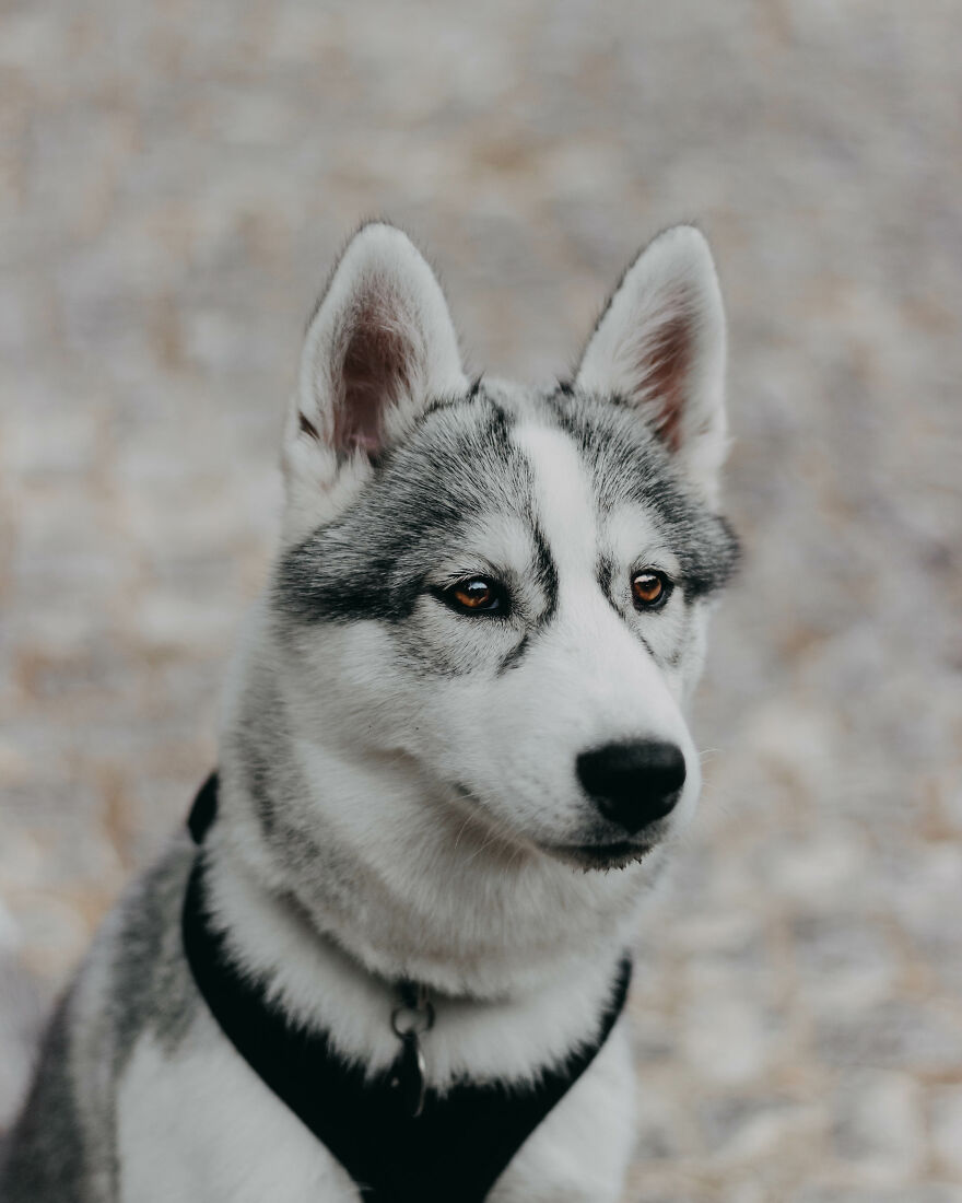 Meet Tsuki, The Siberian Husky With Goggles!
