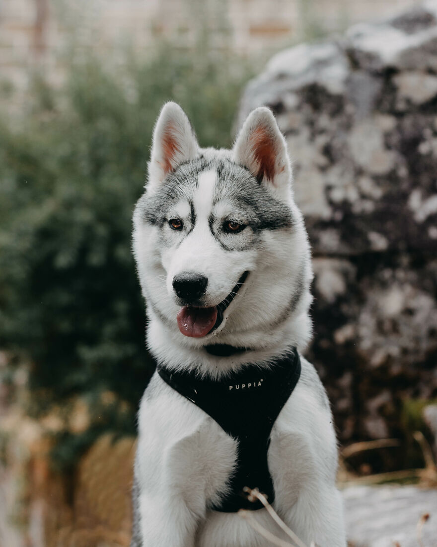 Meet Tsuki, The Siberian Husky With Goggles!