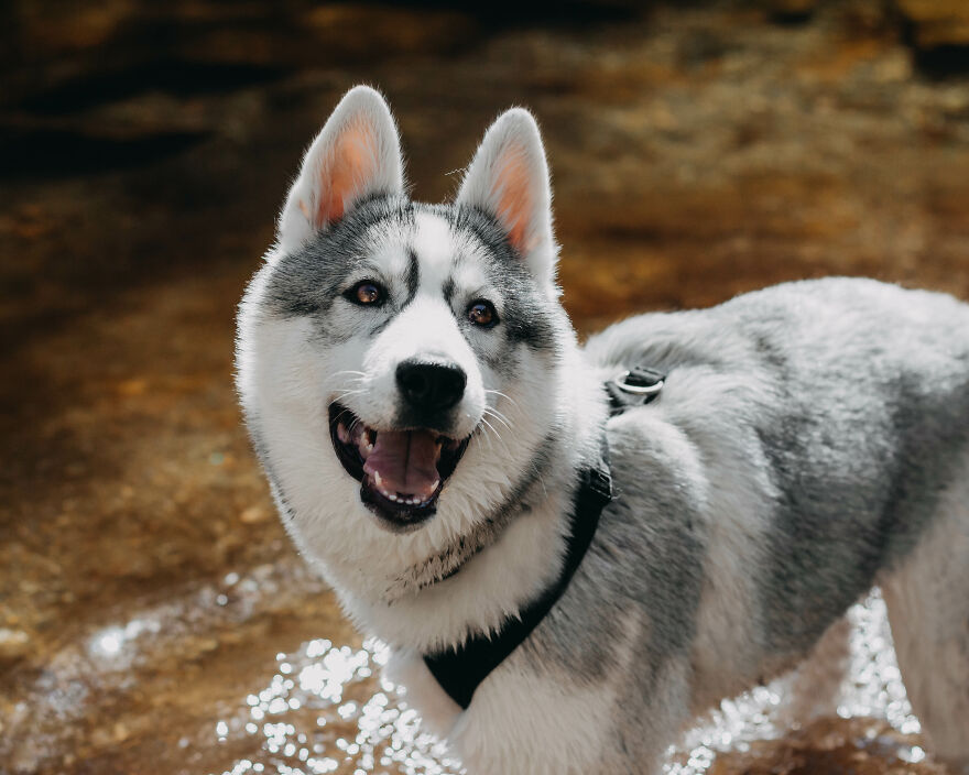 Meet Tsuki, The Siberian Husky With Goggles!