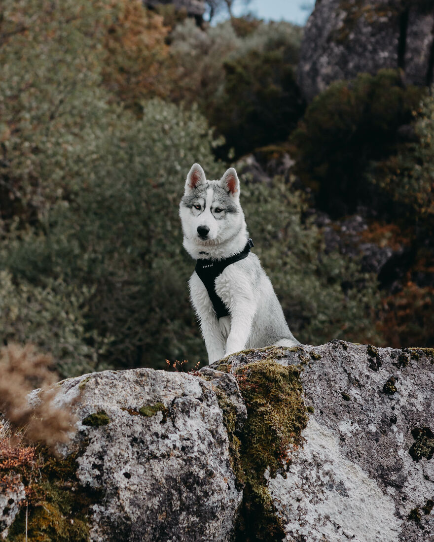Meet Tsuki, The Siberian Husky With Goggles!