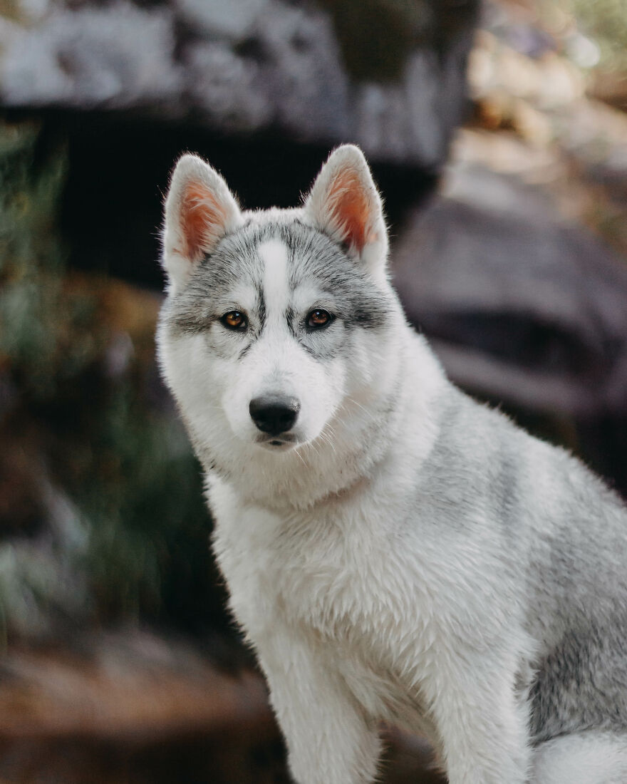 Meet Tsuki, The Siberian Husky With Goggles!