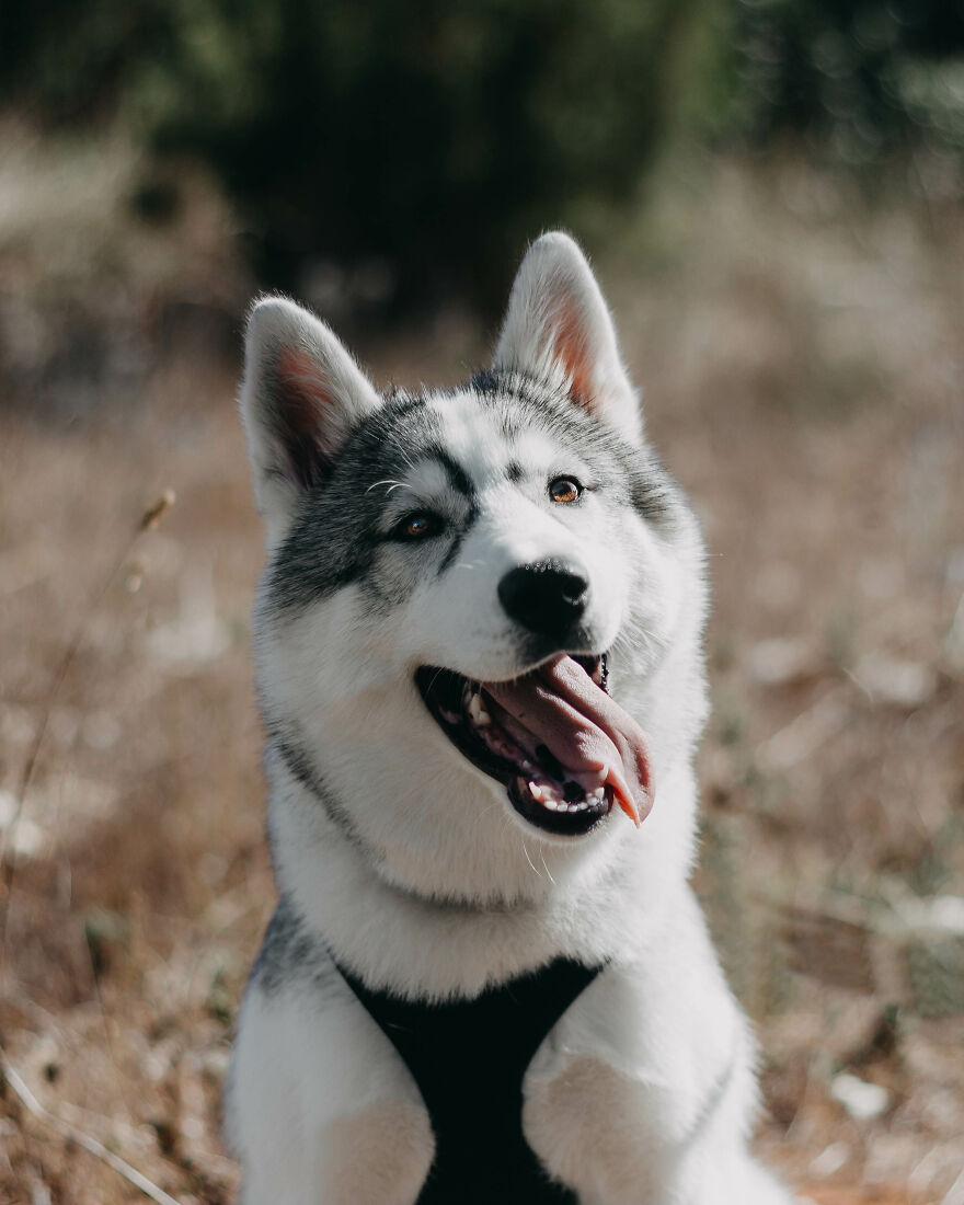 Meet Tsuki, The Siberian Husky With Goggles!