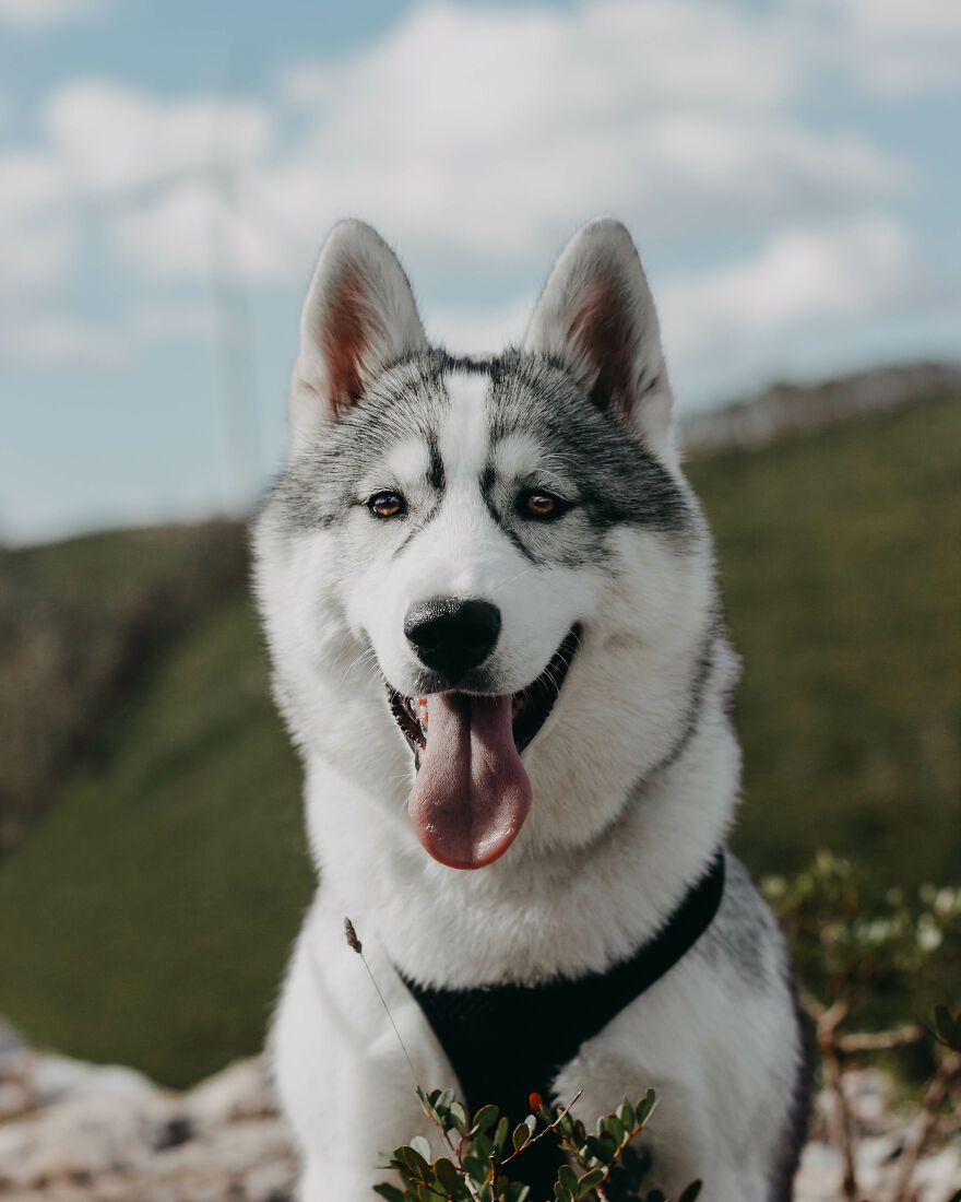 Meet Tsuki, The Siberian Husky With Goggles!