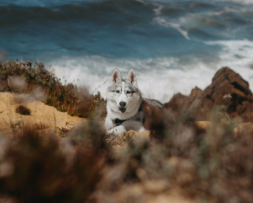 Meet Tsuki, The Siberian Husky With Goggles!