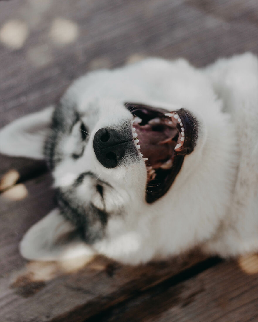 Meet Tsuki, The Siberian Husky With Goggles!
