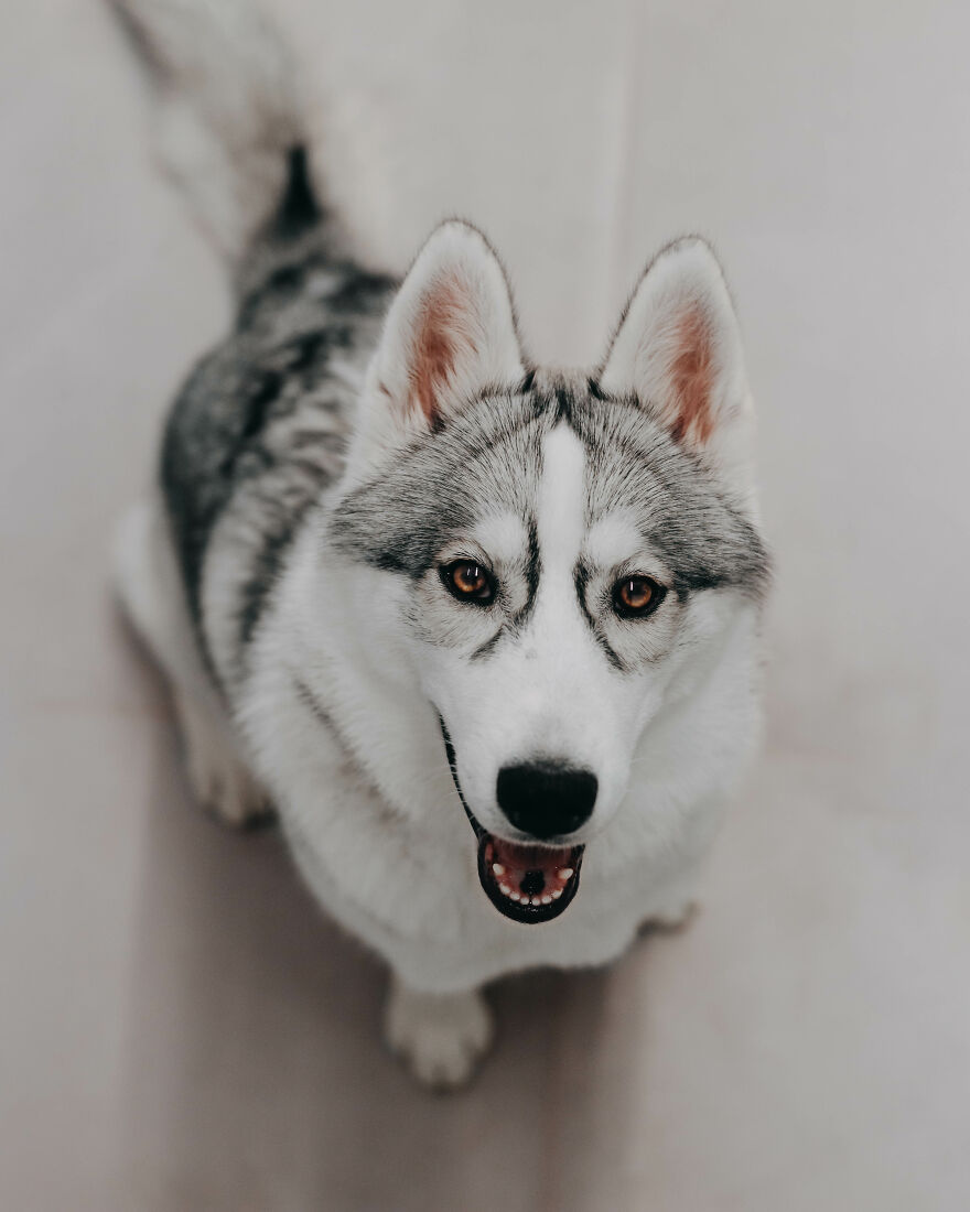 Meet Tsuki, The Siberian Husky With Goggles!
