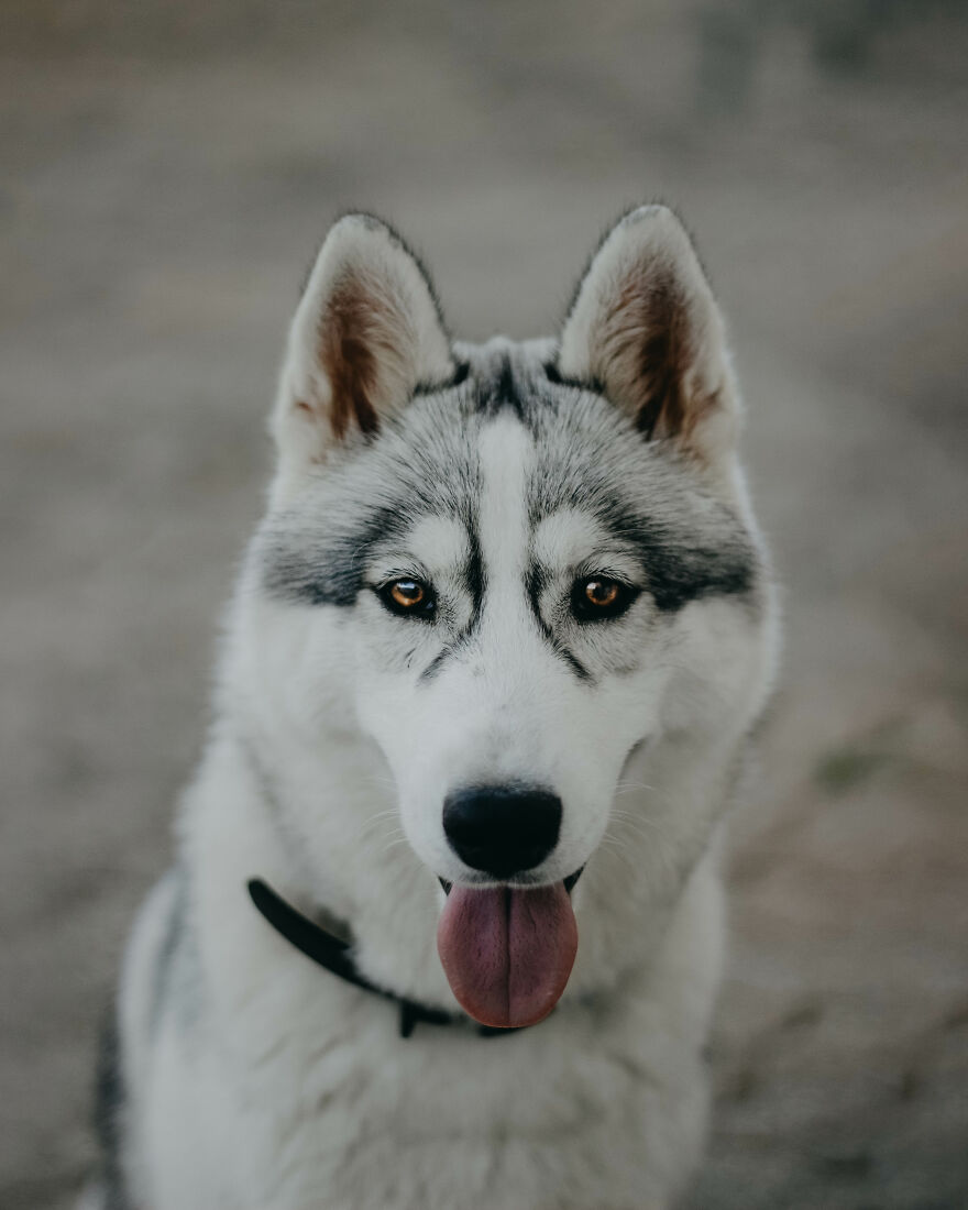 Meet Tsuki, The Siberian Husky With Goggles!