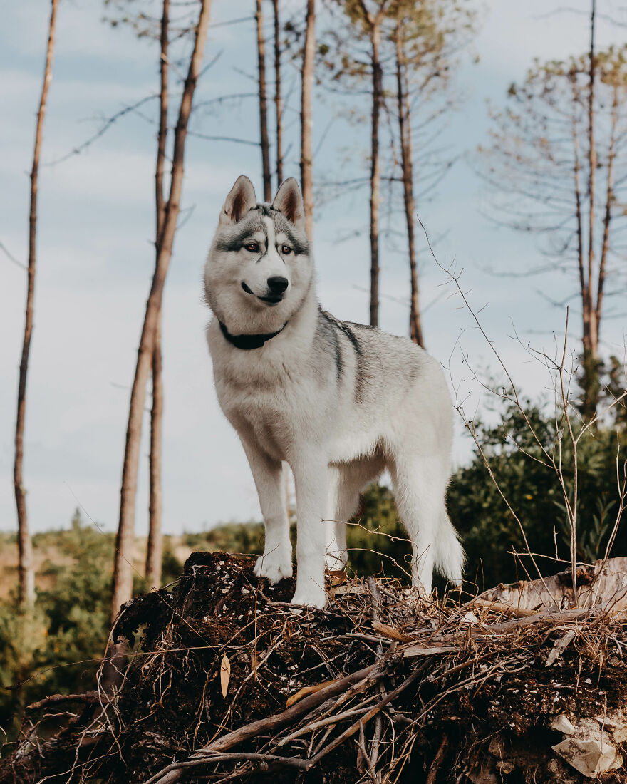 Meet Tsuki, The Siberian Husky With Goggles!