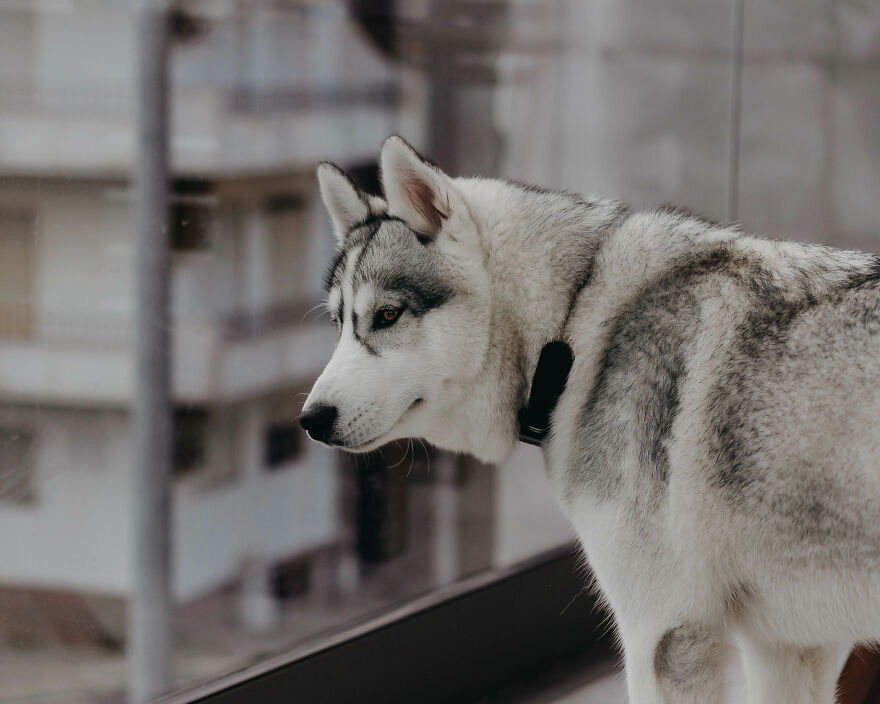 Meet Tsuki, The Siberian Husky With Goggles!