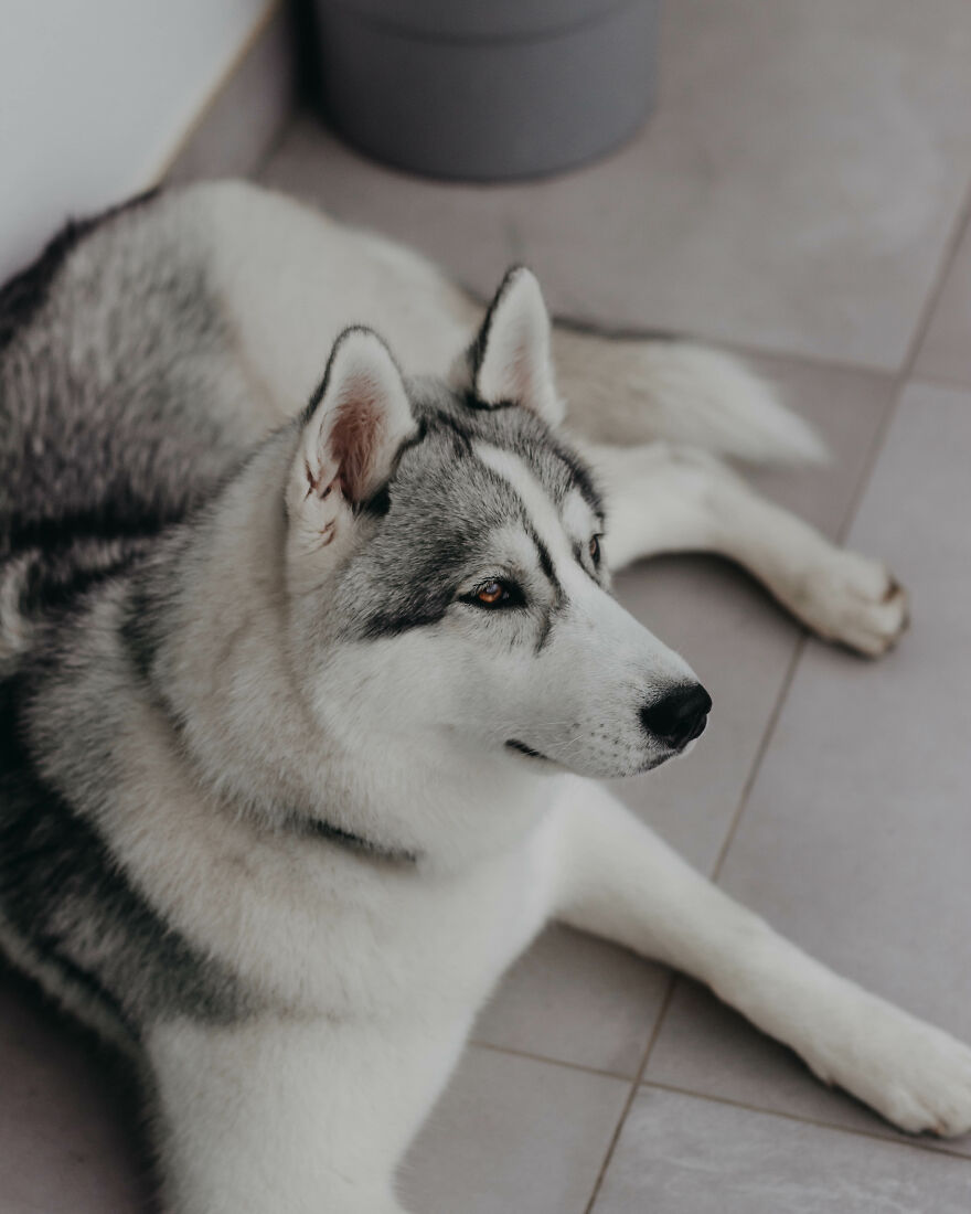 Meet Tsuki, The Siberian Husky With Goggles!