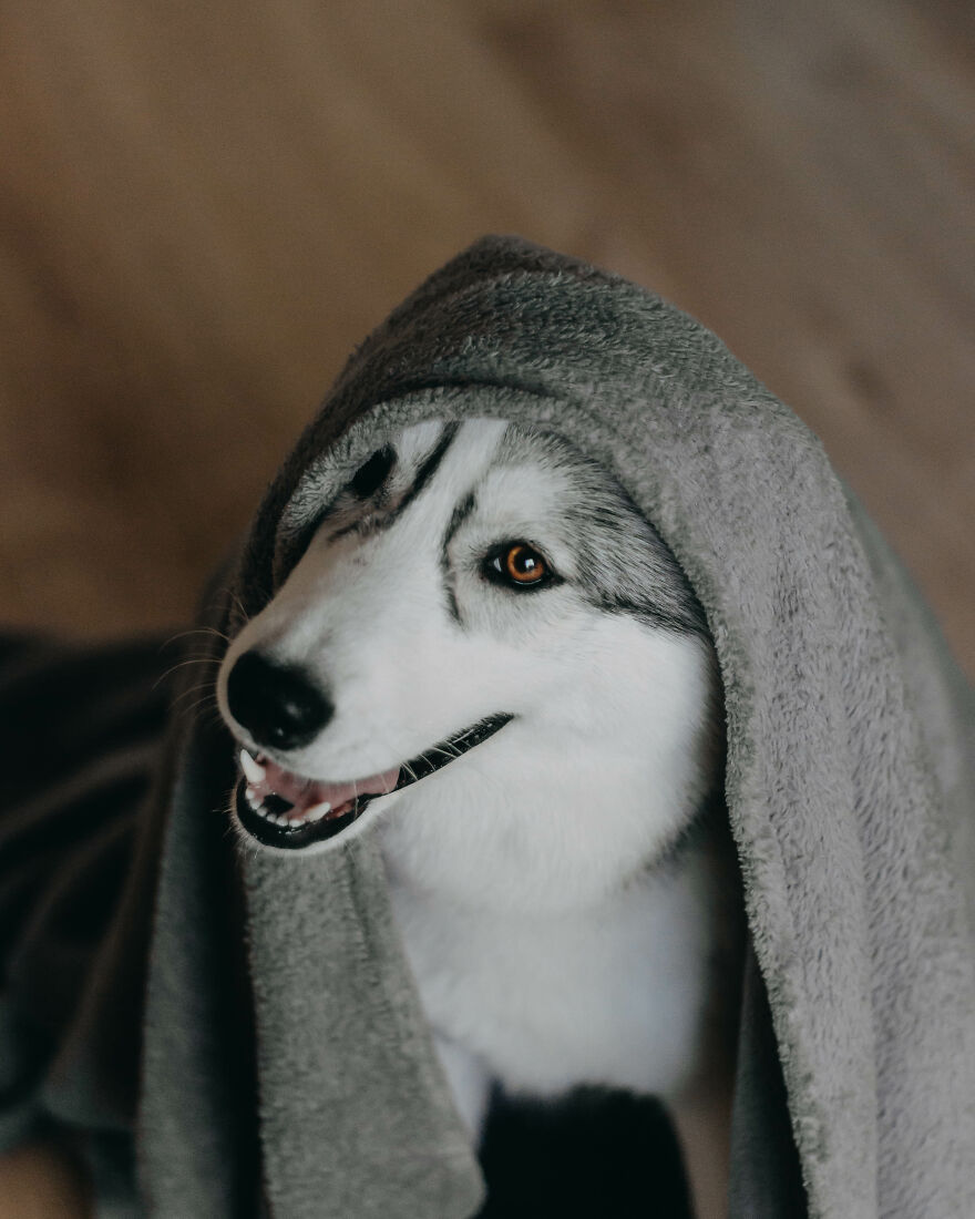 Meet Tsuki, The Siberian Husky With Goggles!