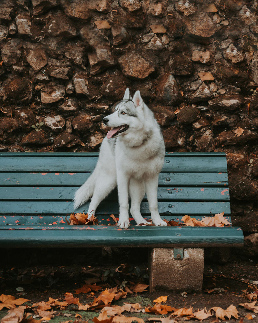 We Did An Autumn Inspired Photoshoot With Our Husky And This Is How The Photos Turned Out