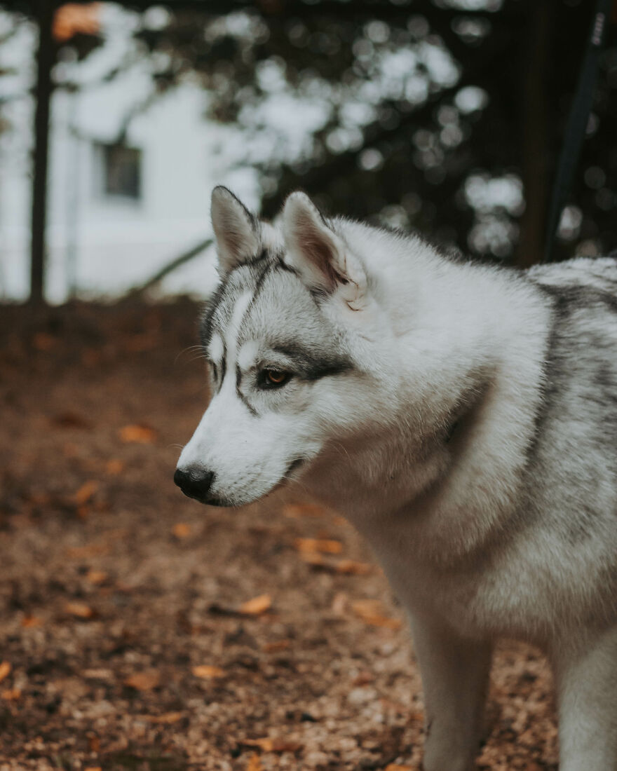 We Did An Autumn Inspired Photoshoot With Our Husky And This Is How The Photos Turned Out