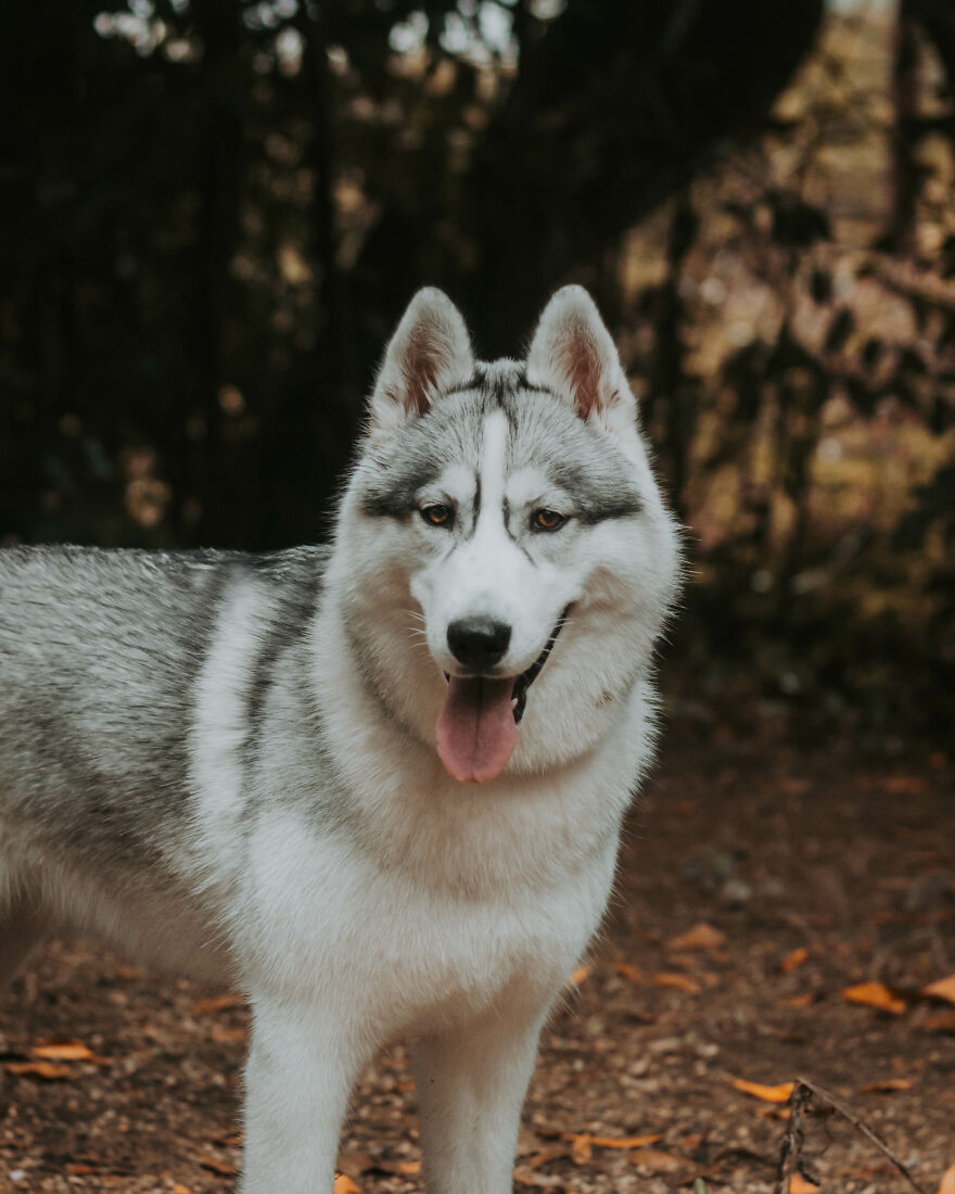 We Did An Autumn Inspired Photoshoot With Our Husky And This Is How The Photos Turned Out