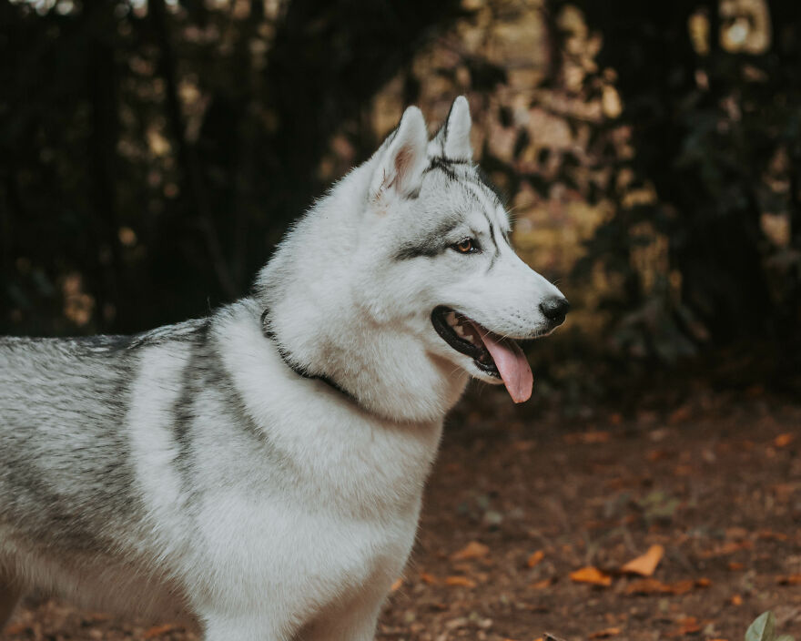 We Did An Autumn Inspired Photoshoot With Our Husky And This Is How The Photos Turned Out