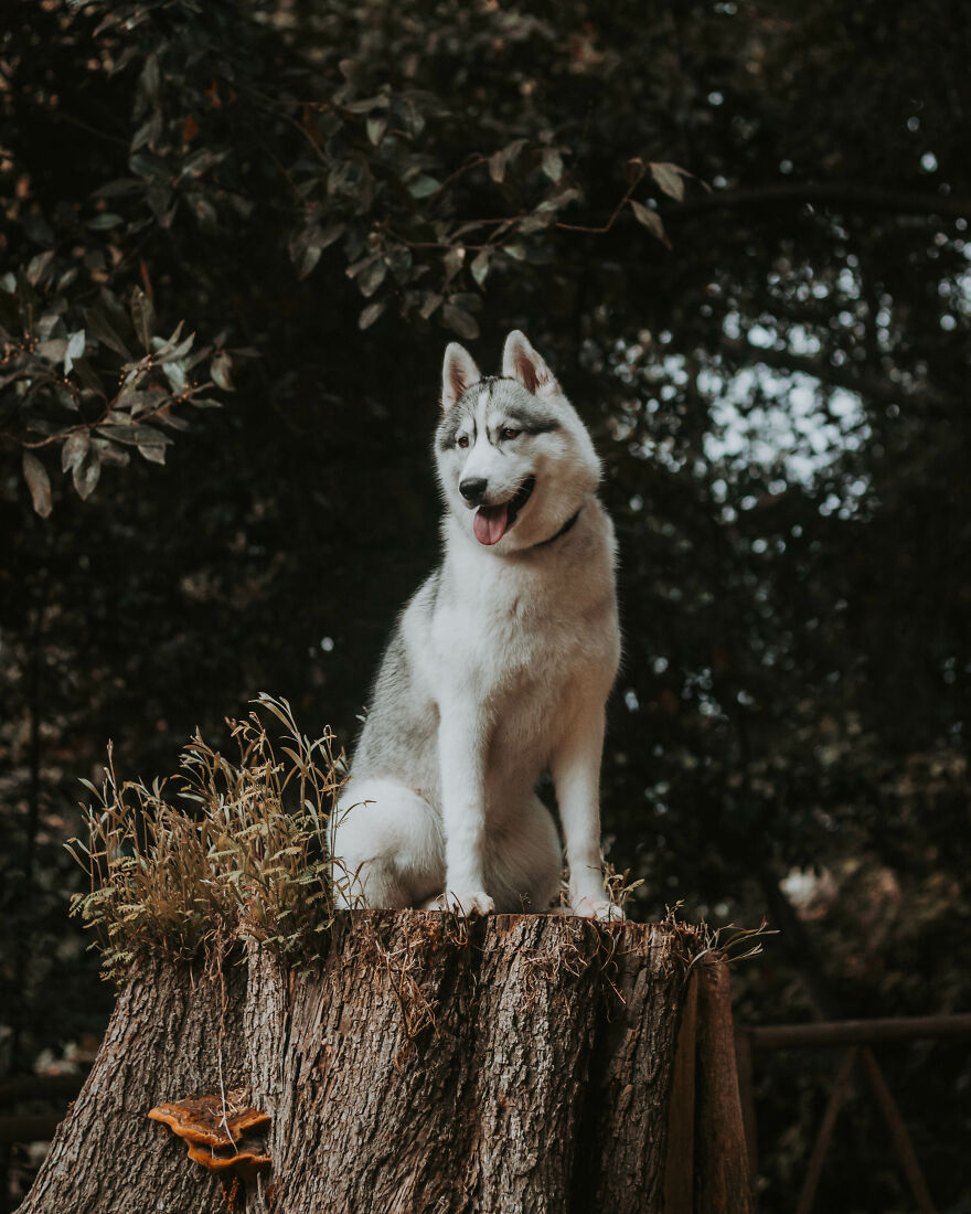 We Did An Autumn Inspired Photoshoot With Our Husky And This Is How The Photos Turned Out