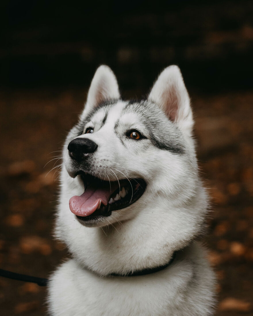 We Did An Autumn Inspired Photoshoot With Our Husky And This Is How The Photos Turned Out
