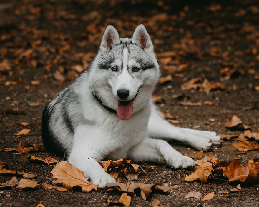 We Did An Autumn Inspired Photoshoot With Our Husky And This Is How The Photos Turned Out