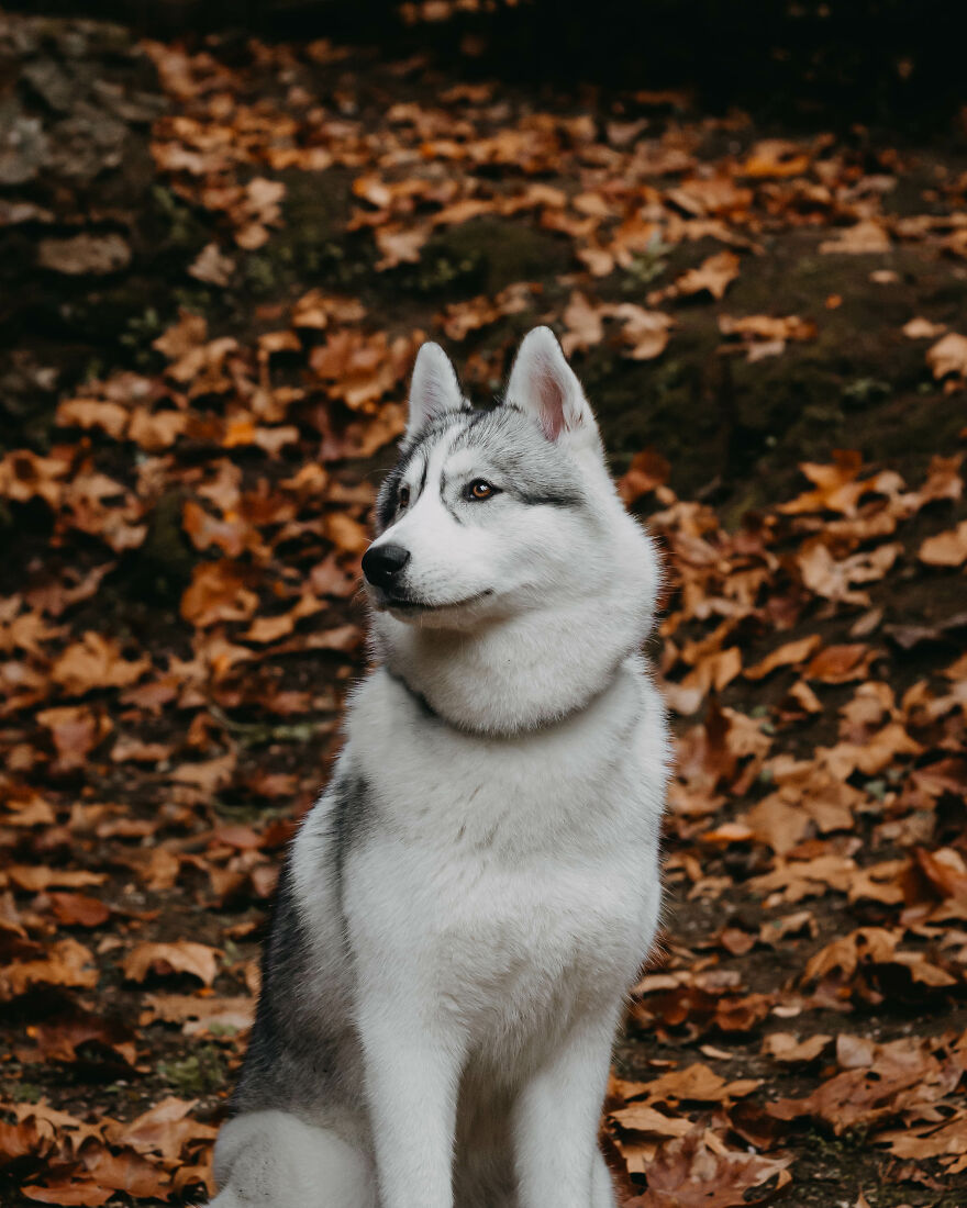 We Did An Autumn Inspired Photoshoot With Our Husky And This Is How The Photos Turned Out