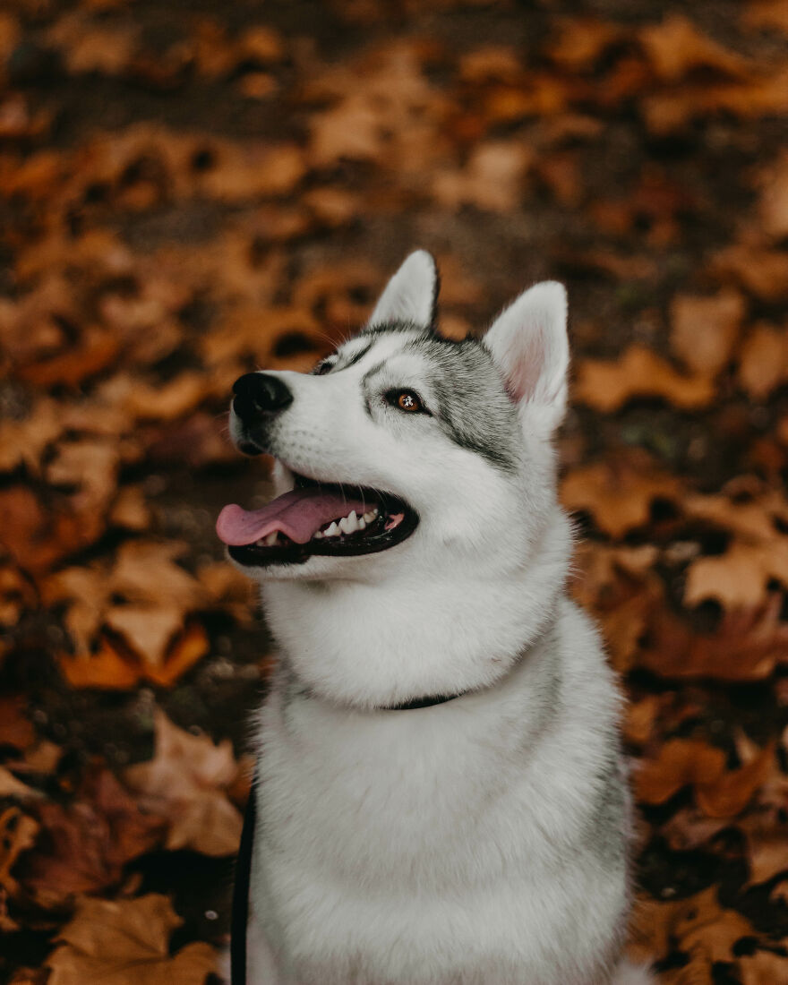 We Did An Autumn Inspired Photoshoot With Our Husky And This Is How The Photos Turned Out