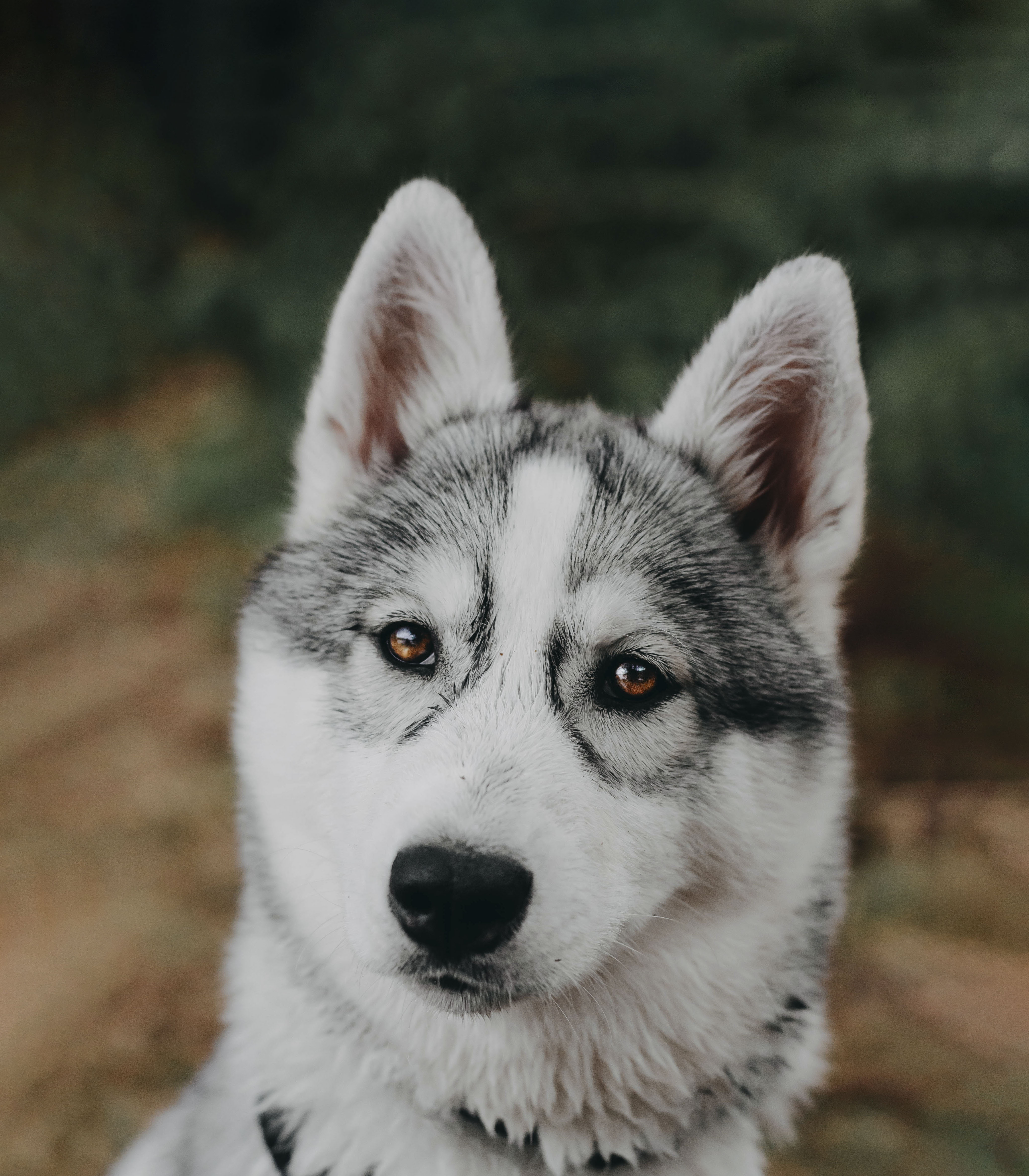 Meet My Dog Tsuki, The Siberian Husky With Goggles!