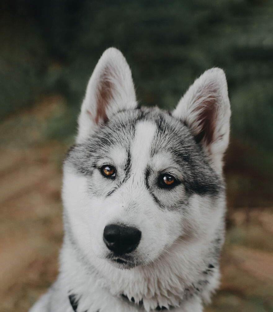 Meet Tsuki, The Siberian Husky With Goggles!