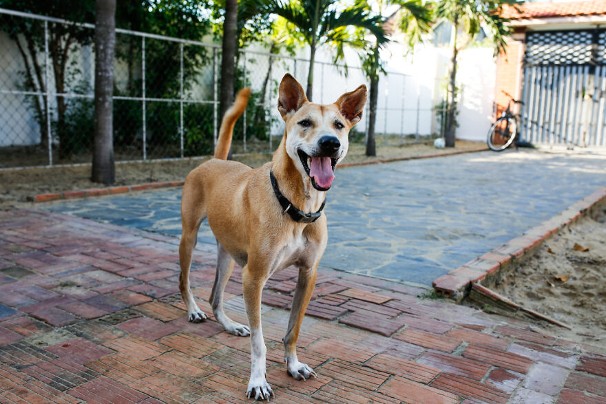 Vietnam's First Farm Sanctuary And Animal Rescue Helps All Kinds Of Animals Who Are Suffering From Cruelty And Neglect