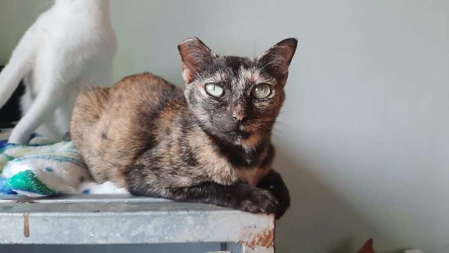 Vietnam's First Farm Sanctuary And Animal Rescue Helps All Kinds Of Animals Who Are Suffering From Cruelty And Neglect Vietnam's First Farm Sanctuary And Animal Rescue Helps All Kinds Of Animals Who Are Suffering From Cruelty And Neglect