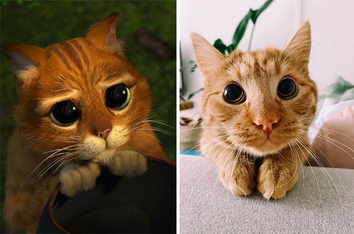 This Cat Does A Spot-On Puss In Boots Impression To Ask For Treats And His Owner Can Never Resist This Cat Does A Spot-On Puss In Boots Impression To Ask For Treats And His Owner Can Never Resist