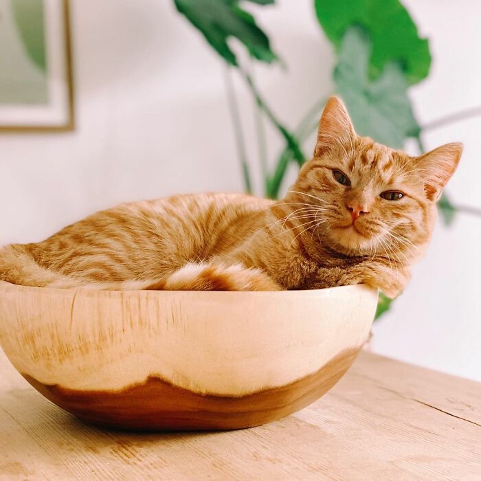 This Cat Does A Spot-On Puss In Boots Impression To Ask For Treats And His Owner Can Never Resist