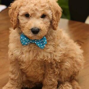 elytraacedainfected avatar