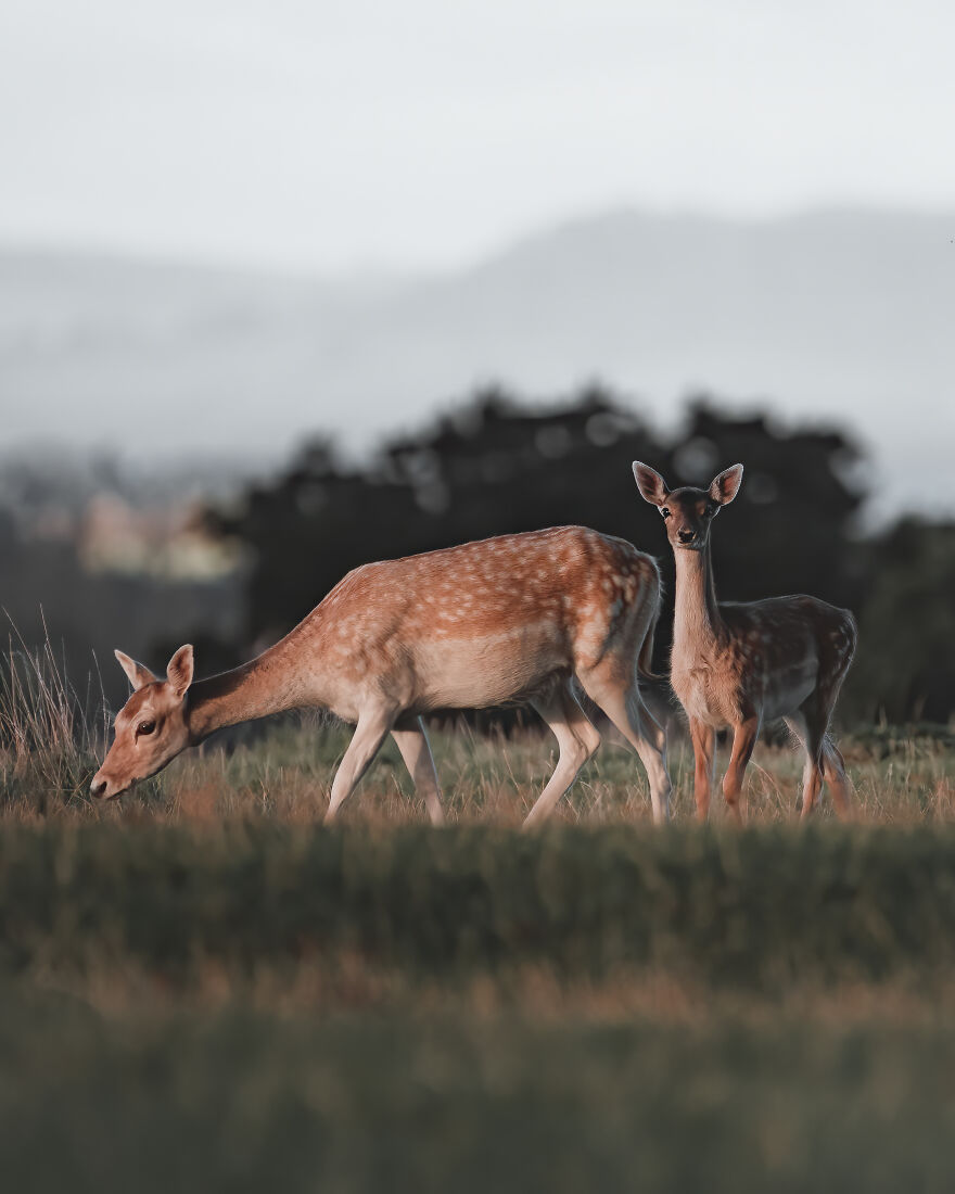Mother And Her Young