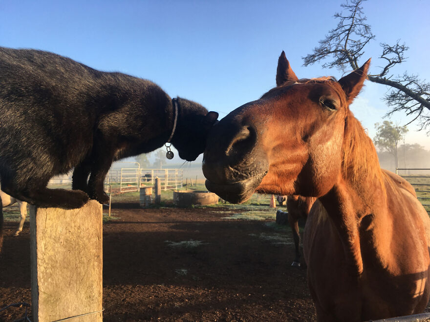 My Cat And Horse Have Been Best Friends For The Last 7 Years, Here Are 22 Pics Of Them My Cat And Horse Have Been Best Friends For The Last 7 Years, Here Are 22 Pics Of Them